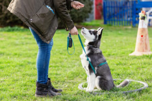 Service Dog Training